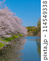 水面に映る満開の桜 114549338
