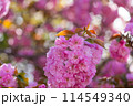 ピンクのかわいい八重桜の花 114549340