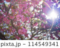 八重桜の中で太陽の光に照らされる 114549341