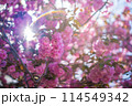 逆光で撮ったピンクの八重桜 114549342