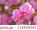 美しいピンクの八重桜 114549343