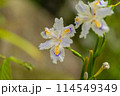 白いシャガの花 114549349
