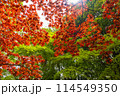 紅葉したモミジ 114549350