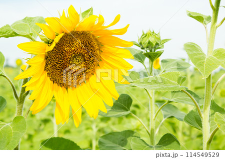 Beautiful sunflowers on the background Field 114549529