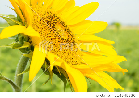 Beautiful sunflower closeup on a background Fields 114549530