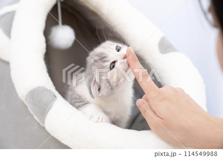 女性の指を甘噛みするスコティッシュフォールドの仔猫 114549988