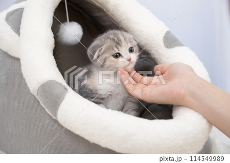 アゴを撫でられるスコティッシュフォールドの仔猫 114549989