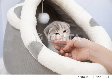 スコティッシュフォールドの仔猫を撫でる女性の手 スコティッシュフォールドの仔猫を撫でる女性の手 114549991
