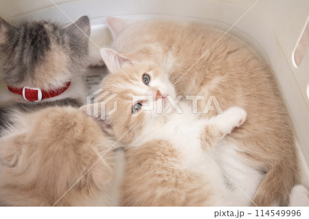 キャリーバッグで眠るスコティッシュフォールドの仔猫 114549996