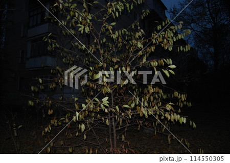 A young, slender tree with fading leaves.In the center is a young, slender tree with spreading branches. 114550305
