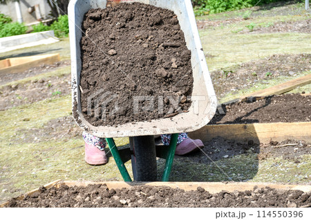 Garden beds fenced with boards for filling with fertile soil and fertilizers, for planting seedlings of vegetables and leafy greens. 114550396