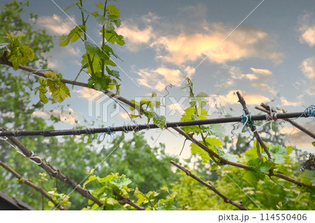 Young grape leaves on a tied vine in the garden 114550406
