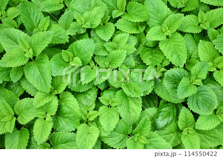 Perennial herbaceous plant in the mint family - Lemon balm, Melissa in the garden bed Perennial herbaceous plant in the mint family - Lemon balm, Melissa in the garden bed 114550422
