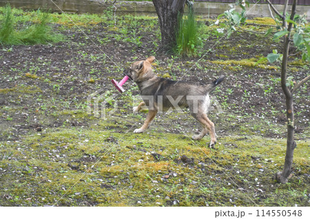 A young puppy plays in the spring garden plot and beds A young puppy plays in the spring garden plot and beds 114550548