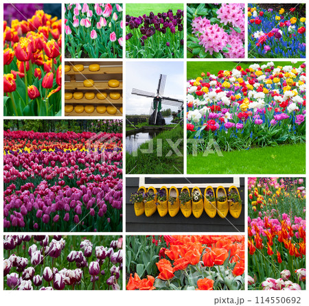 Keukenhof park of flowers and tulips in the Netherlands. Beautiful outdoor scenery in Holland Keukenhof park of flowers and tulips in the Netherlands. Beautiful outdoor scenery in Holland 114550692