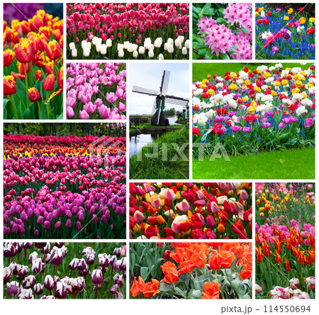 Keukenhof park of flowers and tulips in the Netherlands. Beautiful outdoor scenery in Holland 114550694