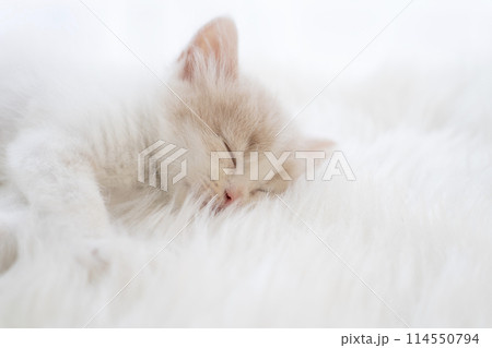 眠るスコティッシュフォールドの仔猫 眠るスコティッシュフォールドの仔猫 114550794