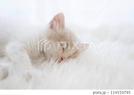 眠るスコティッシュフォールドの仔猫 眠るスコティッシュフォールドの仔猫 114550795