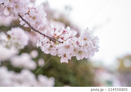 牧之原市の勝間田川の桜並木の桜の花が咲いた(静岡県) 牧之原市の勝間田川の桜並木の桜の花が咲いた(静岡県) 114550805