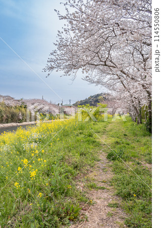 牧之原市の勝間田川の菜の花と桜並木のある風景(静岡県) 牧之原市の勝間田川の菜の花と桜並木のある風景(静岡県) 114550806