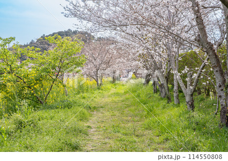 牧之原市の勝間田川の菜の花と桜並木のある風景(静岡県) 牧之原市の勝間田川の菜の花と桜並木のある風景(静岡県) 114550808