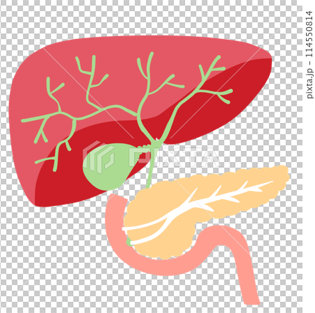Illustration of the liver, gallbladder, pancreas, duodenum Illustration of the liver, gallbladder, pancreas, duodenum 114550814