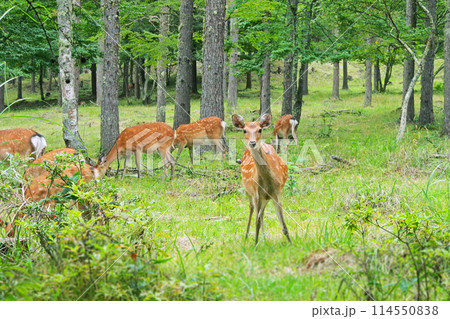 こちらを見つめるニホンジカの雌 こちらを見つめるニホンジカの雌 114550838