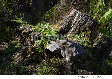 A stump with a root and a stone of a tree torn out of the ground in the forest 114550906