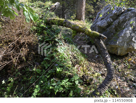 A trail in the forest with a fallen tree covered with moss and a huge boulder in early autumn 114550908