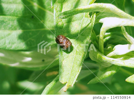 キクセダカモクメの幼虫が落としたフン 114550914
