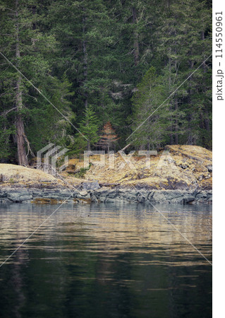 Autumn tree reflection in calm sea 114550961