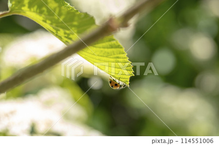 ガマズミの葉の先のナナホシテントウ 114551006