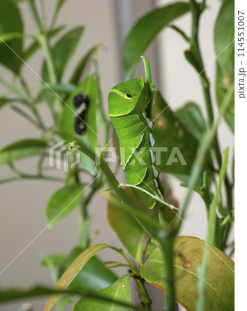 登るイモムシ 114551007