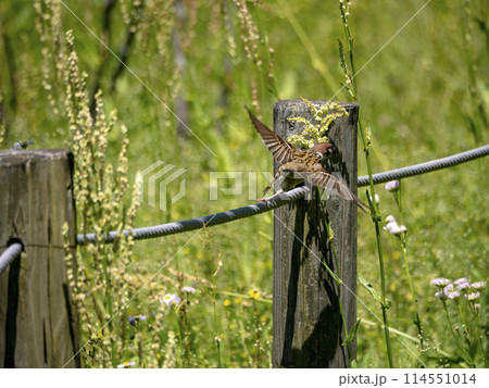 ぶつかりそうな雀 114551014