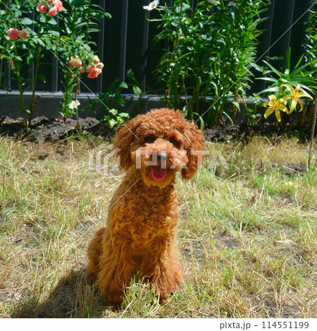 Red poodle sits on the grass in the park Red poodle sits on the grass in the park 114551199