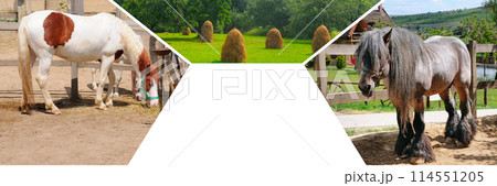Portraits of horses in a stall and in a pasture. Collage. free space for text. Wide photo. Portraits of horses in a stall and in a pasture. Collage. free space for text. Wide photo. 114551205