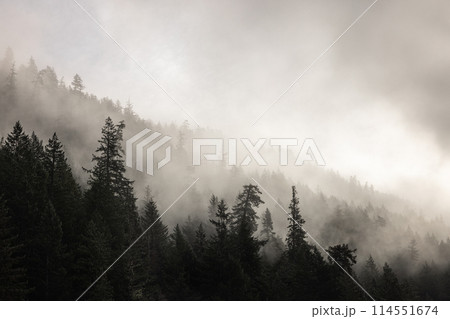 Misty forest with intruding sunlight over the sea Misty forest with intruding sunlight over the sea 114551674