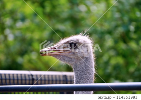 ダチョウ　(札幌市円山動物園) 114551993