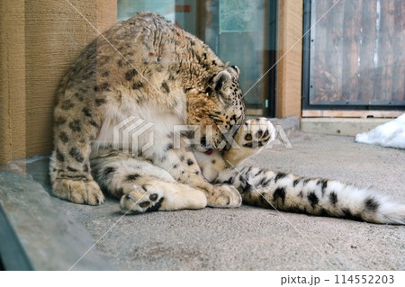 札幌市円山動物園 アジアゾーン 寒帯館 ユキヒョウ 札幌市円山動物園 アジアゾーン 寒帯館 ユキヒョウ 114552203