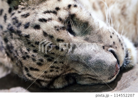 札幌市円山動物園 アジアゾーン 寒帯館　ユキヒョウ 114552207