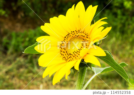 Beautiful yellow sunflower closeup 114552358