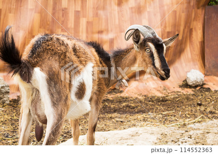 Goat in the village Goat in the village 114552363