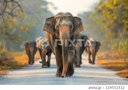 Group of Asian elephants on a blurred background. Elephants walk along the road among the Thai landscape. AI-generated content. 114552512