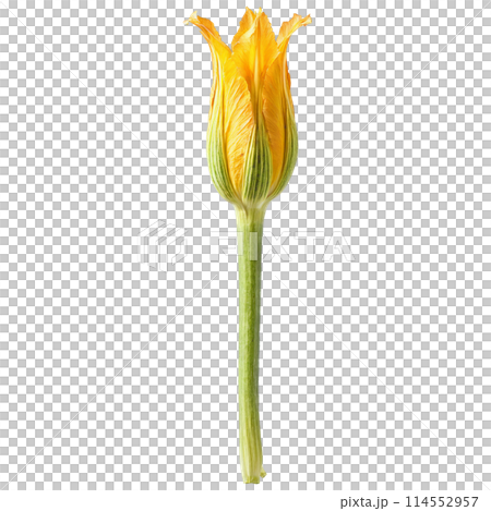 Zucchini blossoms with delicate petals and stems in scattered pattern Food and culinary concept 114552957