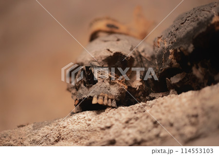 Ancient skull uncovered in catacomb depths Ancient skull uncovered in catacomb depths 114553103