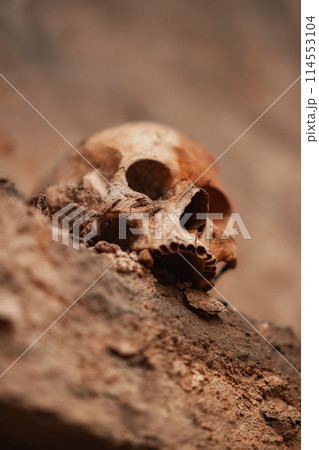 Ancient skull uncovered in catacomb depths Ancient skull uncovered in catacomb depths 114553104