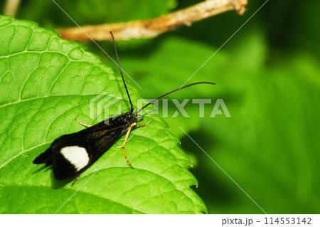 ヨツメトビケラ(オス) ヨツメトビケラ(オス) 114553142