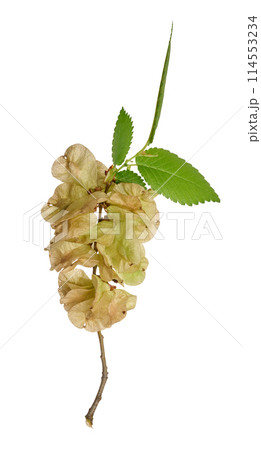 Branch with green leaves of Elm, or Ulmus, on isolated background Branch with green leaves of Elm, or Ulmus, on isolated background 114553234