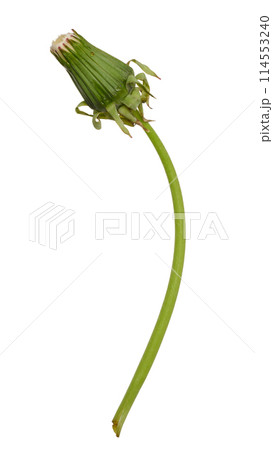 Dandelion on a long green stem, isolated background 114553240