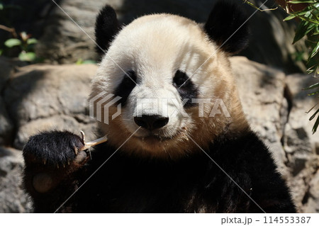 笹を食べるパンダ 114553387